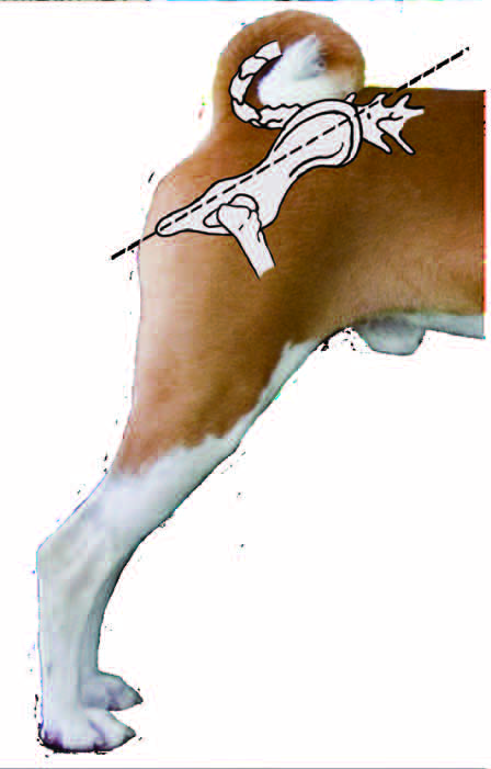 Rear view: straight column of bones from hip to pad, hocks turning neither in nor out
