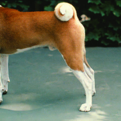 Straight rear with high hocks: restricted rear motion