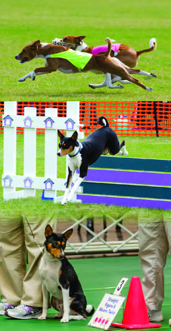 Basenjis competing in lure coursing, agility, and rally obedience