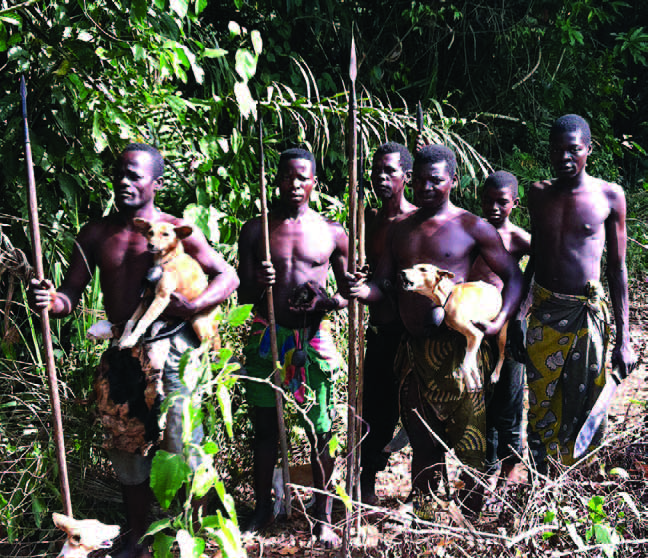 A group of native basenjis photographed in Africa