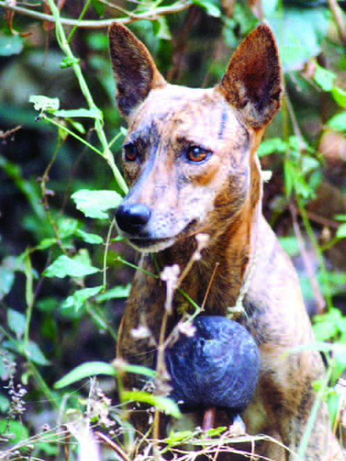 Native basenji import
