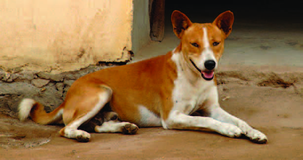 Native basenjis in Africa
