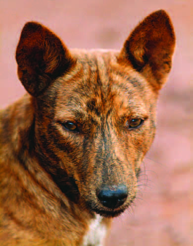 Native basenji import