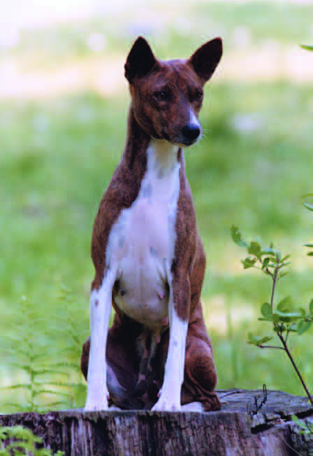 A native African basenji