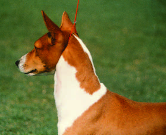 Diagram showing correct neck length, crest, and blend into the shoulder
