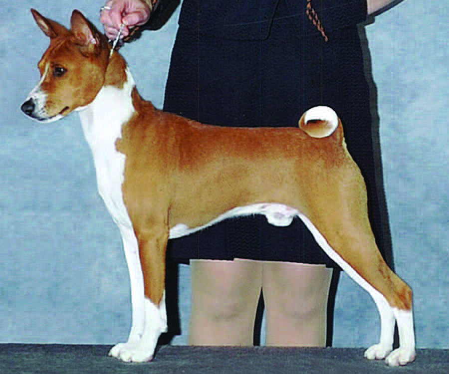 A basenji showing a well-crested neck of good length blending smoothly into laid-back shoulders