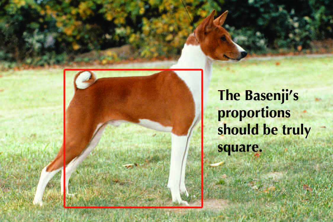 Comparison of incorrect proportions: long-bodied and short-legged versus correct