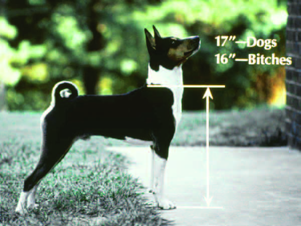 A basenji demonstrating correct square proportions, height equal to length