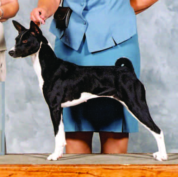 Variations of body substance in basenjis