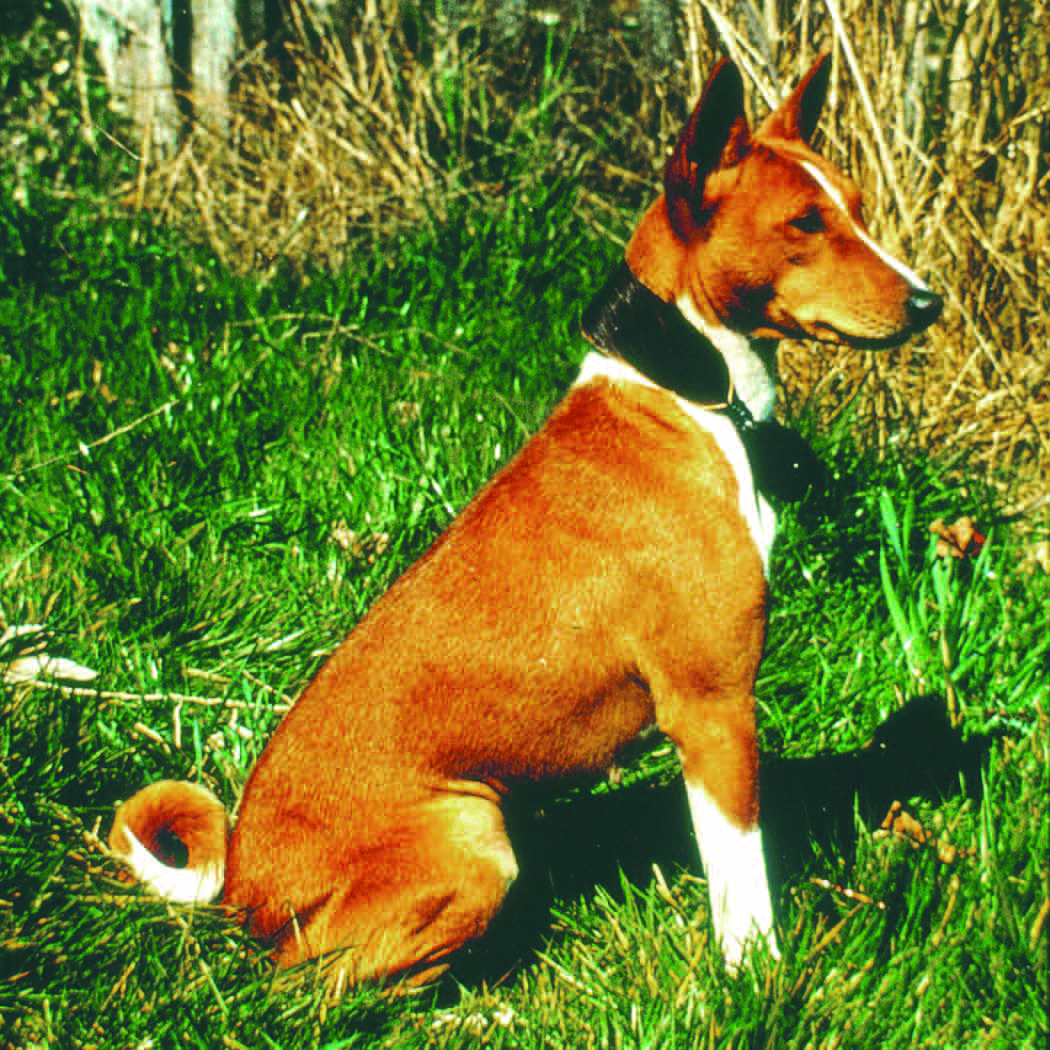 A basenji at rest in natural light, embodying the breed's natural beauty and poise