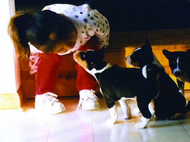 A group of basenjis showing the breed's social nature and alert temperament