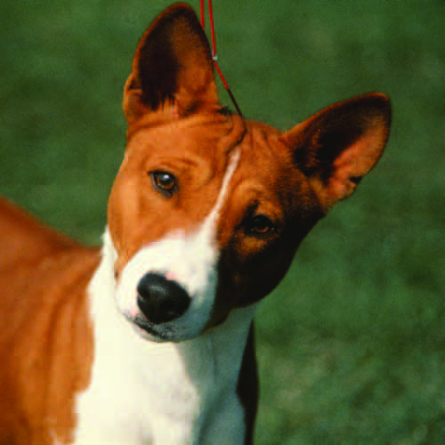A basenji portrait showing alert, intelligent expression