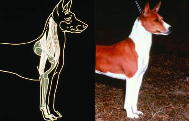 Example of an undesirable ewe neck