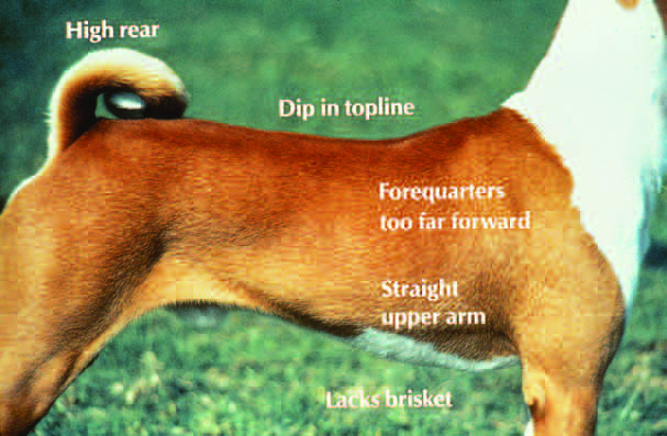 Incorrect topline: forequarters too far forward, short upper arm, lacks brisket depth, too long in loin